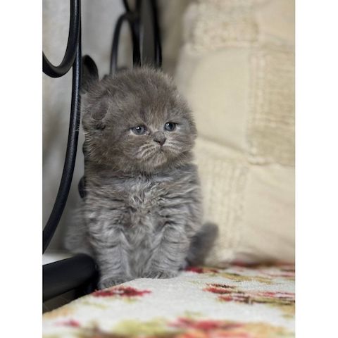 Wunderschöne Scottish-Fold-Kätzchen (männlich und weiblich) zu verkaufen