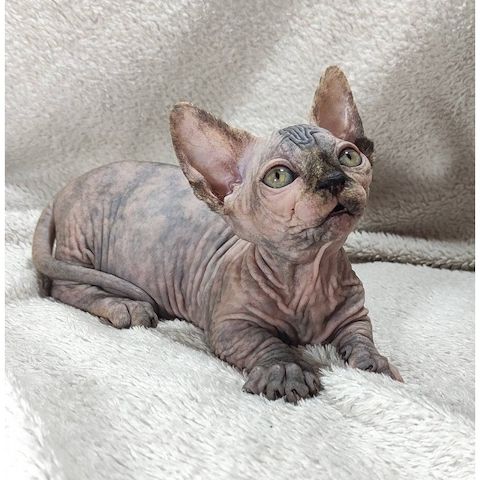Wunderschöne Sphynx-Kätzchen (männlich und weiblich) zu verkaufen