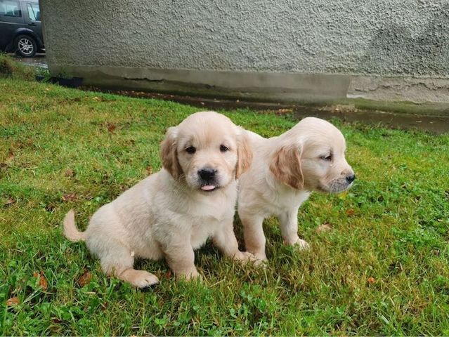 Golden-Retriever-Welpen