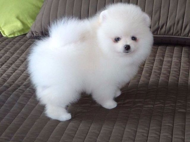 Reinrassige Teacup-Zwergspitz-Welpen (Pomeranian) suchen ein neues Zuhause