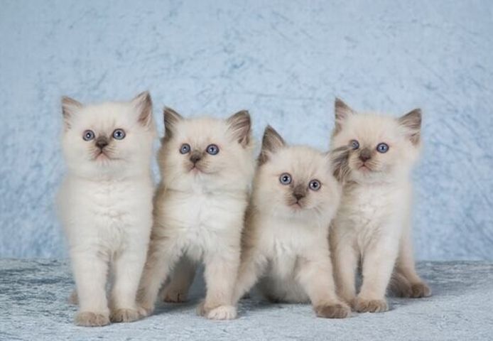 Ragdoll-Kätzchen abzugeben.