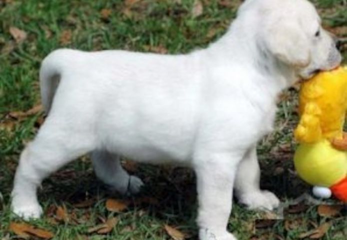 Labrador-Welpen suchen ein neues Zuhause