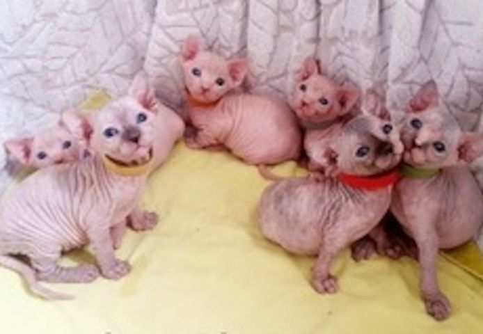 Sphynx-Kätzchen abzugeben.