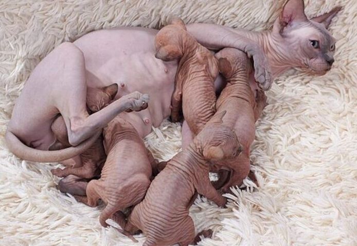Sphynx-Kätzchen abzugeben.