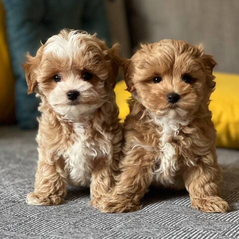 Süße Maltipoo Welpen aus liebevoller Hausaufzucht