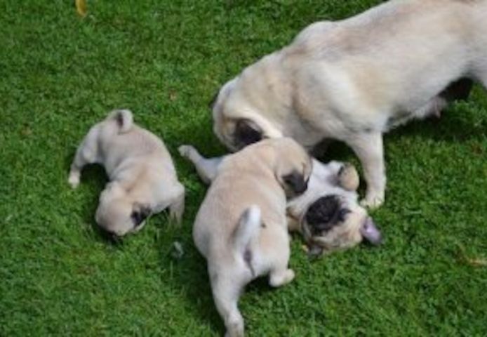 Mops-Welpen suchen ein neues Zuhause.