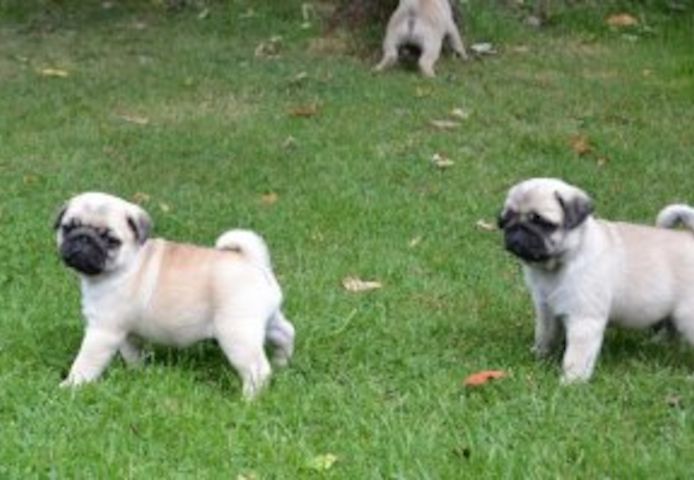 Mops-Welpen suchen ein neues Zuhause.