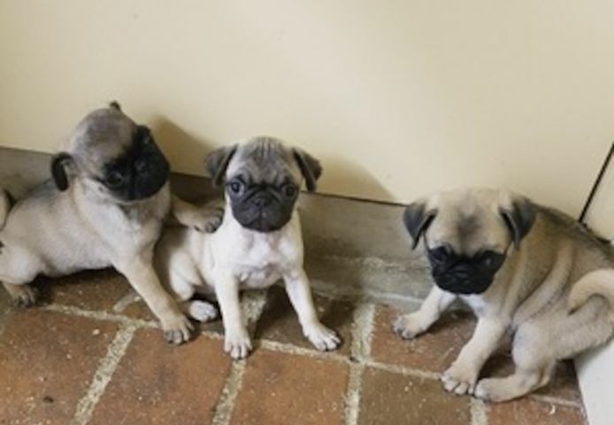 Mops-Welpen suchen ein neues Zuhause.