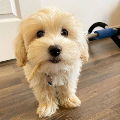 Maltipoo-Welpen suchen ein neues Zuhause