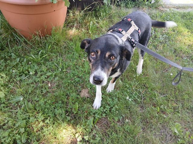 Ella (Schon auf Pflegestelle in Deutschland :)