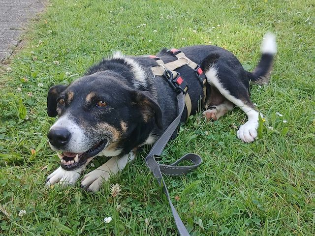Ella (Schon auf Pflegestelle in Deutschland :)