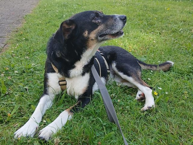 Ella (Schon auf Pflegestelle in Deutschland :)