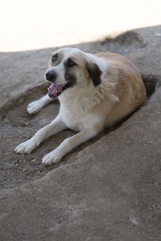 Lagatha