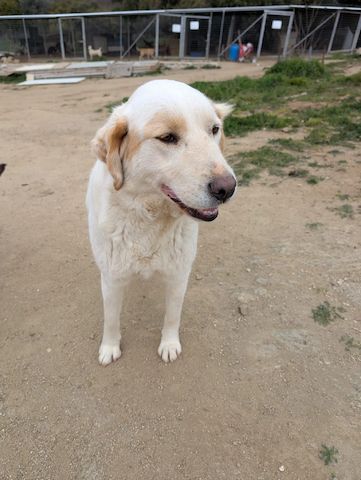Flower sucht Menschen mit Herz, Humor und Hundeverstand 🌸