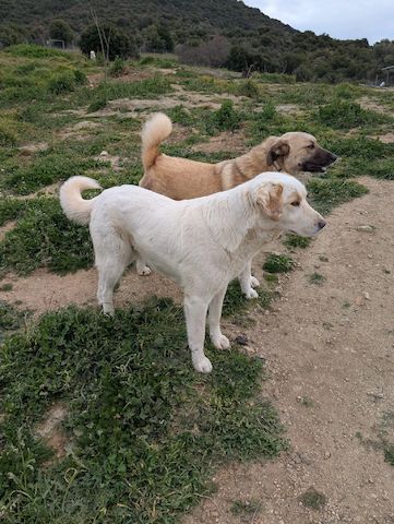 Flower sucht Menschen mit Herz, Humor und Hundeverstand 🌸