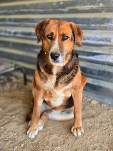 Angel – liebevoller Seniorin-Hund