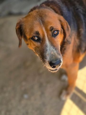 Angel – liebevoller Seniorin-Hund