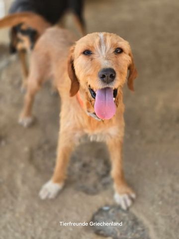 Mateo