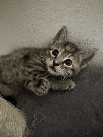 🐱 Süße Babykatzen suchen ein liebevolles Zuhause 🏡
