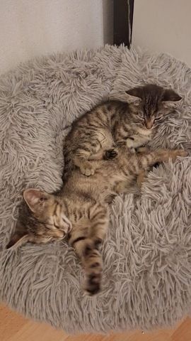 🐱 Süße Babykatzen suchen ein liebevolles Zuhause 🏡