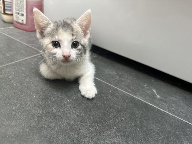🐱 Süße Babykatzen suchen ein liebevolles Zuhause 🏡