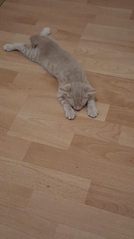 🐱 Süße Babykatzen suchen ein liebevolles Zuhause 🏡