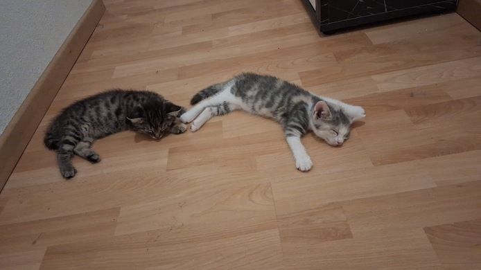 🐱 Süße Babykatzen suchen ein liebevolles Zuhause 🏡