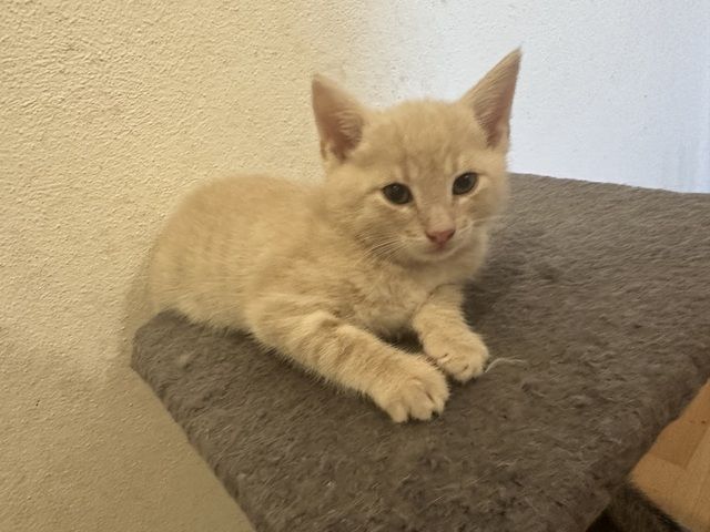🐱 Süße Babykatzen suchen ein liebevolles Zuhause 🏡