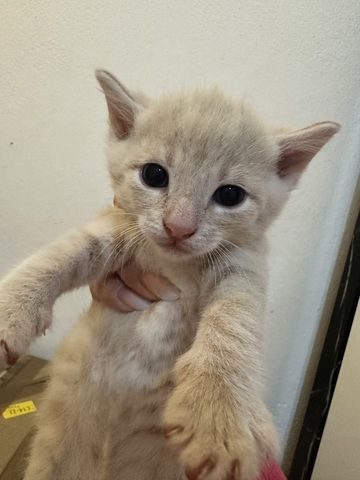 🐱 Süße Babykatzen suchen ein liebevolles Zuhause 🏡