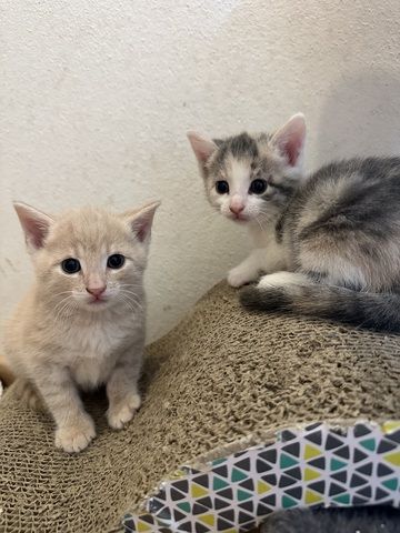 🐱 Süße Babykatzen suchen ein liebevolles Zuhause 🏡