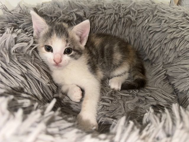 🐱 Süße Babykatzen suchen ein liebevolles Zuhause 🏡