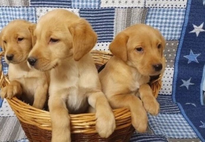 Labrador-Welpen suchen ein neues Zuhause.