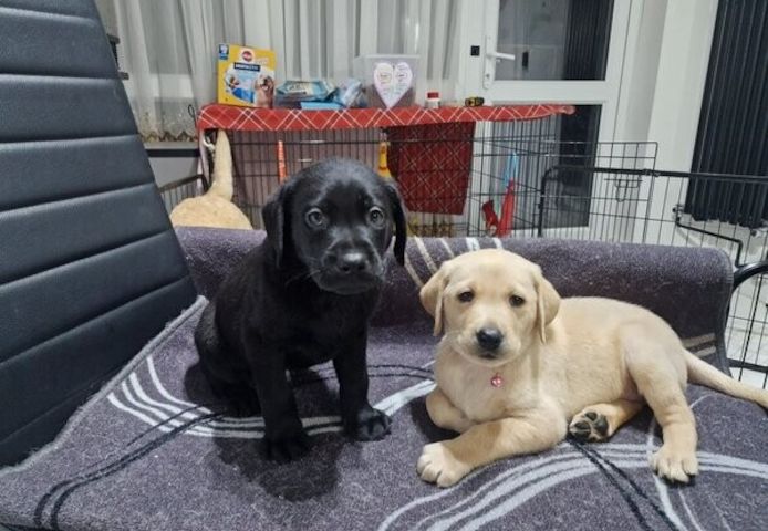 Labrador-Welpen suchen ein neues Zuhause.
