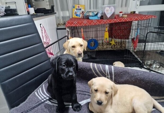 Labrador-Welpen suchen ein neues Zuhause.