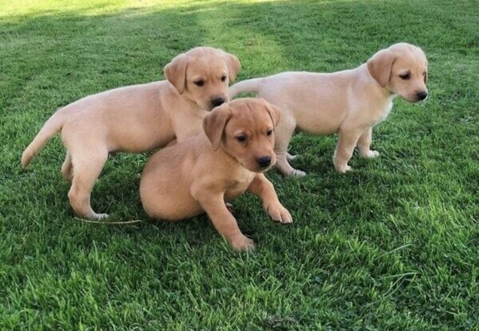 Labrador-Welpen suchen ein neues Zuhause.