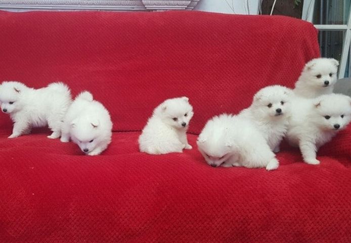 Japan-Spitz-Welpen suchen ein neues Zuhause.