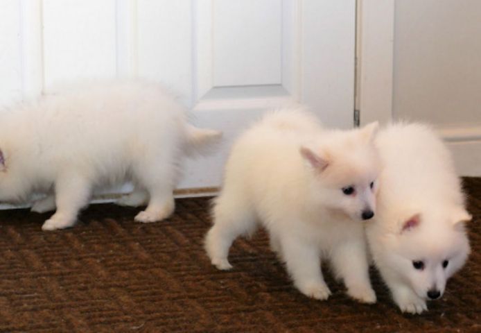 Japan-Spitz-Welpen suchen ein neues Zuhause.