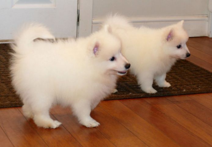 Japan-Spitz-Welpen suchen ein neues Zuhause.