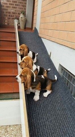 Basset-Hound-Welpen suchen ein neues Zuhause.