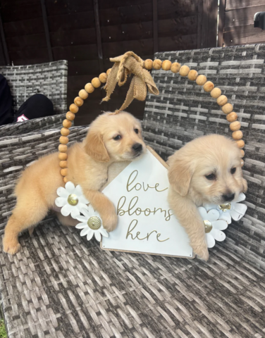 Golden-Retriever-Welpen suchen ein neues Zuhause.
