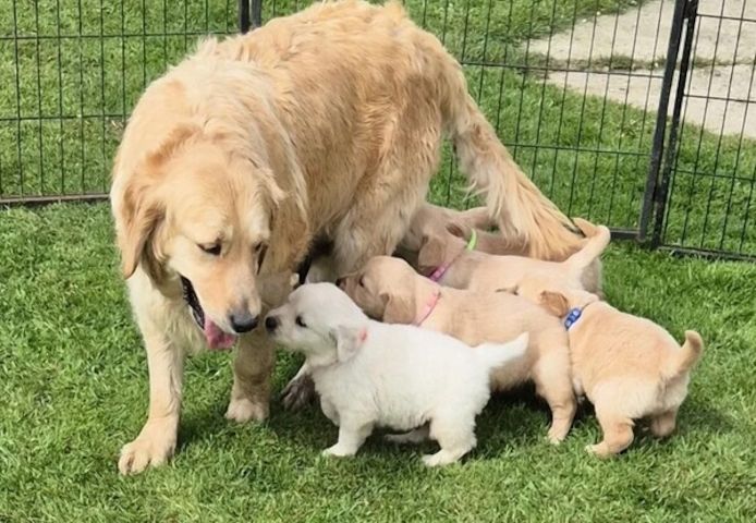 Golden-Retriever-Welpen suchen ein neues Zuhause.
