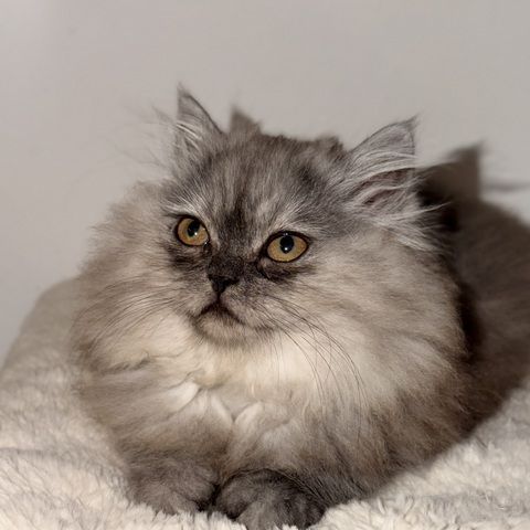 Graues Perser-Kitten Mädchen sucht liebevolles Zuhause