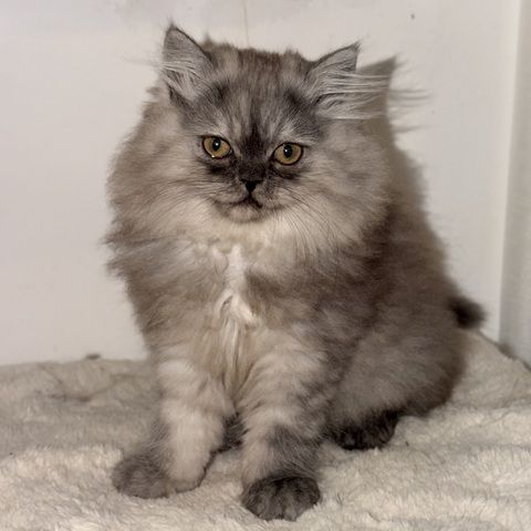 Graues Perser-Kitten Mädchen sucht liebevolles Zuhause