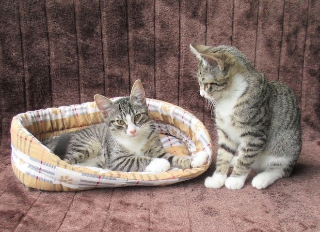 2 verschmuste Katzenbaby Katzenmädchen (3 Monate) Kätzchen Katze Katzen