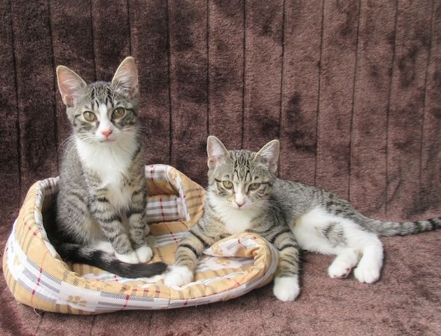 2 verschmuste Katzenbaby Katzenmädchen (3 Monate) Kätzchen Katze Katzen