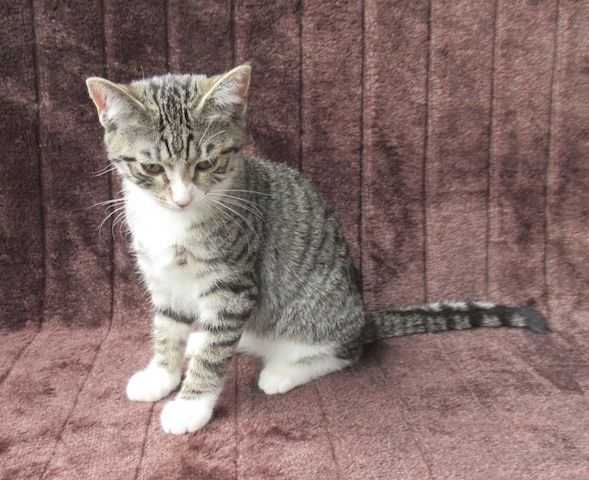 2 verschmuste Katzenbaby Katzenmädchen (3 Monate) Kätzchen Katze Katzen
