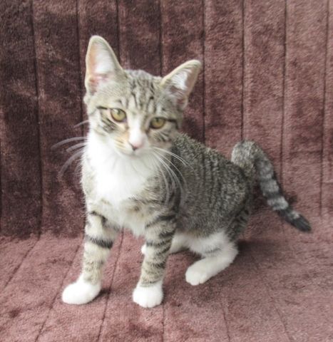 2 verschmuste Katzenbaby Katzenmädchen (3 Monate) Kätzchen Katze Katzen