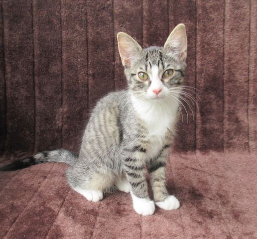 2 verschmuste Katzenbaby Katzenmädchen (3 Monate) Kätzchen Katze Katzen