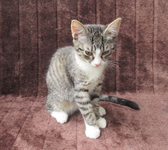 2 verschmuste Katzenbaby Katzenmädchen (3 Monate) Kätzchen Katze Katzen