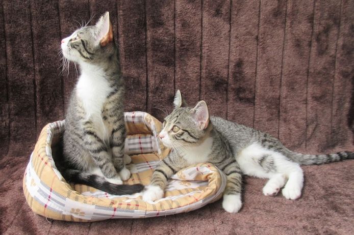 2 verschmuste Katzenbaby Katzenmädchen (3 Monate) Kätzchen Katze Katzen